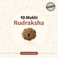 Nepal Origin 10 Mukhi Rudraksha