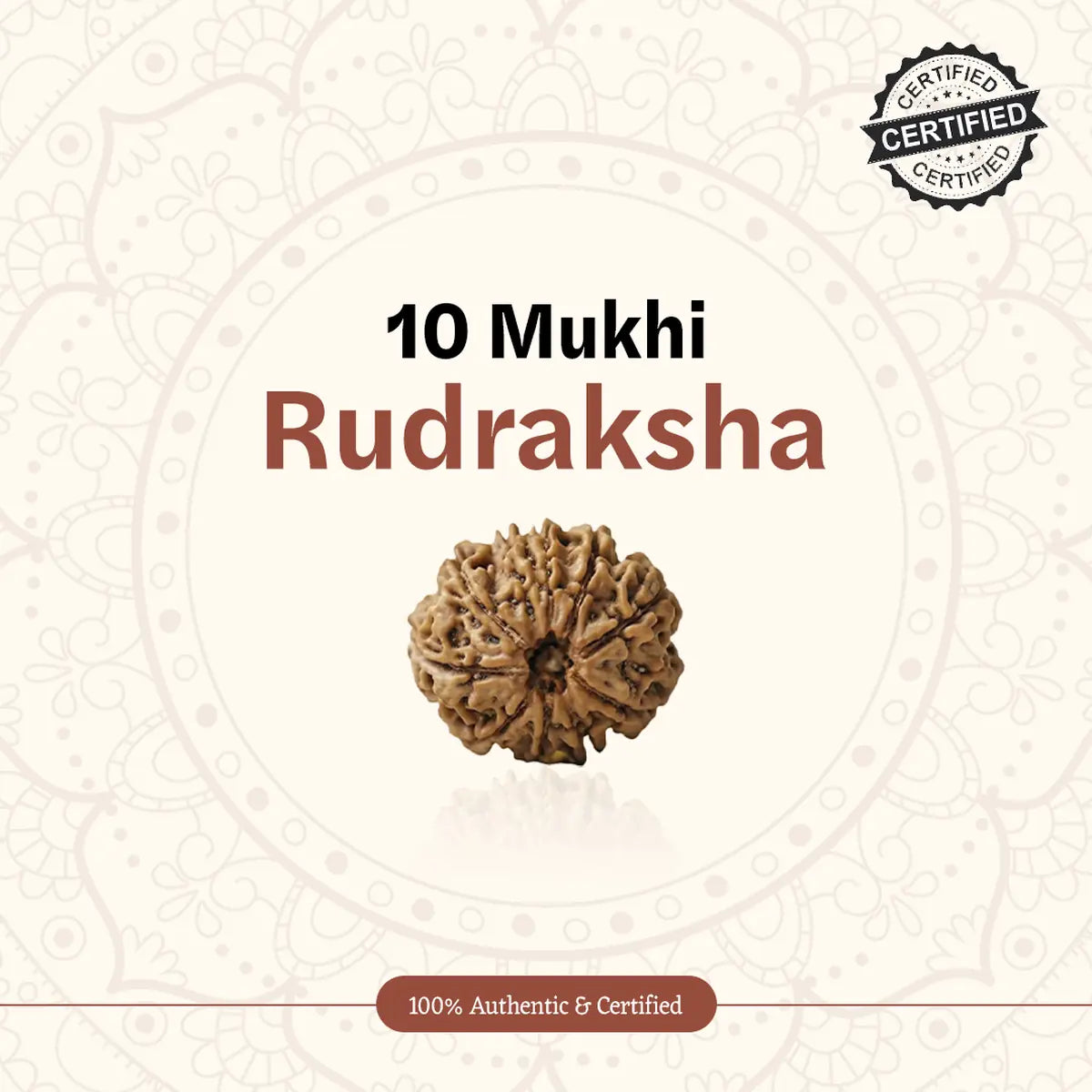 Nepal Origin 10 Mukhi Rudraksha