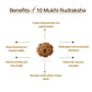 Nepal Origin 10 Mukhi Rudraksha