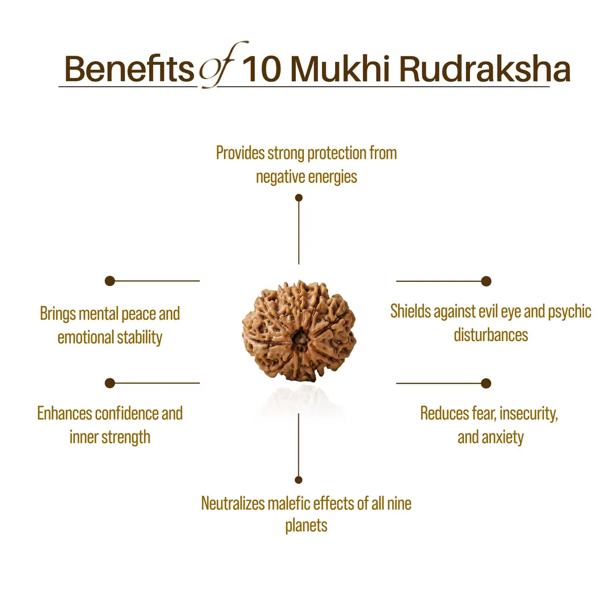 Nepal Origin 10 Mukhi Rudraksha