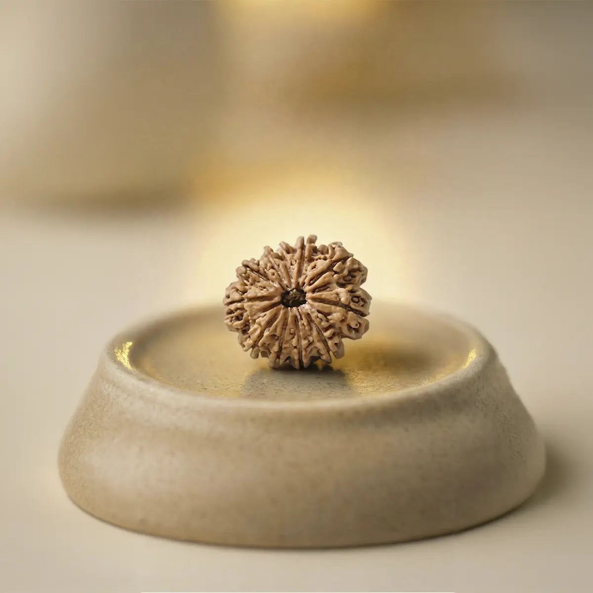 Nepal Origin 11 Mukhi Rudraksha