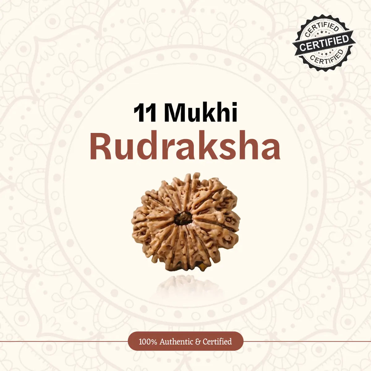 Nepal Origin 11 Mukhi Rudraksha