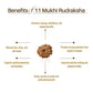 Nepal Origin 11 Mukhi Rudraksha
