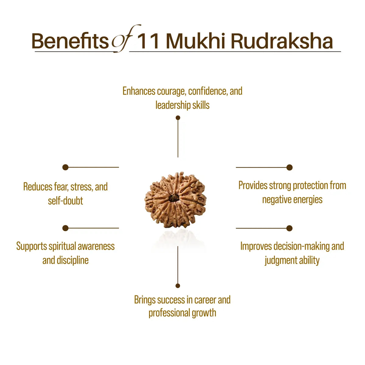 Nepal Origin 11 Mukhi Rudraksha