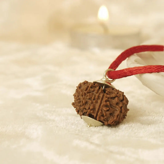Nepal Origin 12 Mukhi Rudraksha