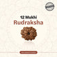 Nepal Origin 12 Mukhi Rudraksha