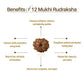 Nepal Origin 12 Mukhi Rudraksha
