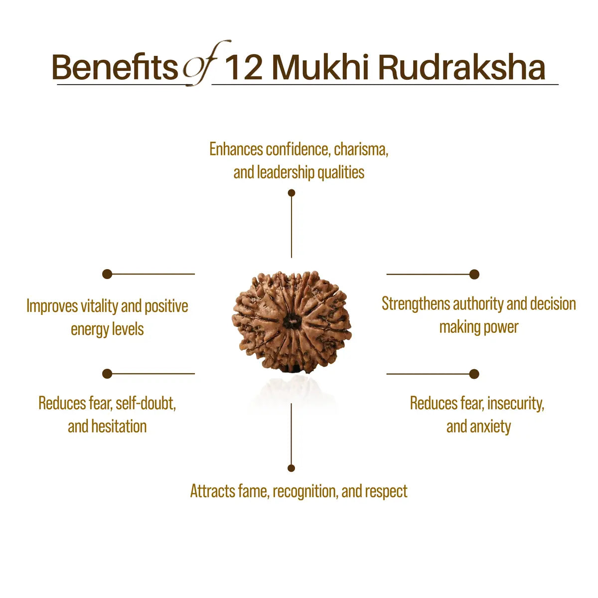 Nepal Origin 12 Mukhi Rudraksha