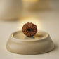 Nepal Origin 13 Mukhi Rudraksha