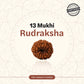 Nepal Origin 13 Mukhi Rudraksha