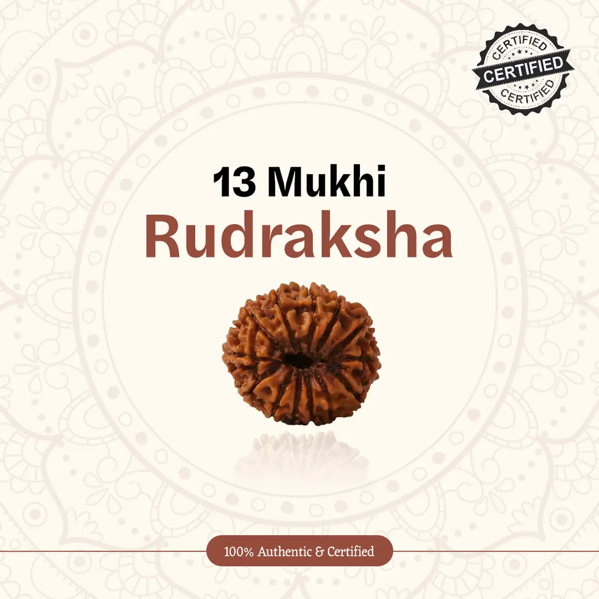 Nepal Origin 13 Mukhi Rudraksha