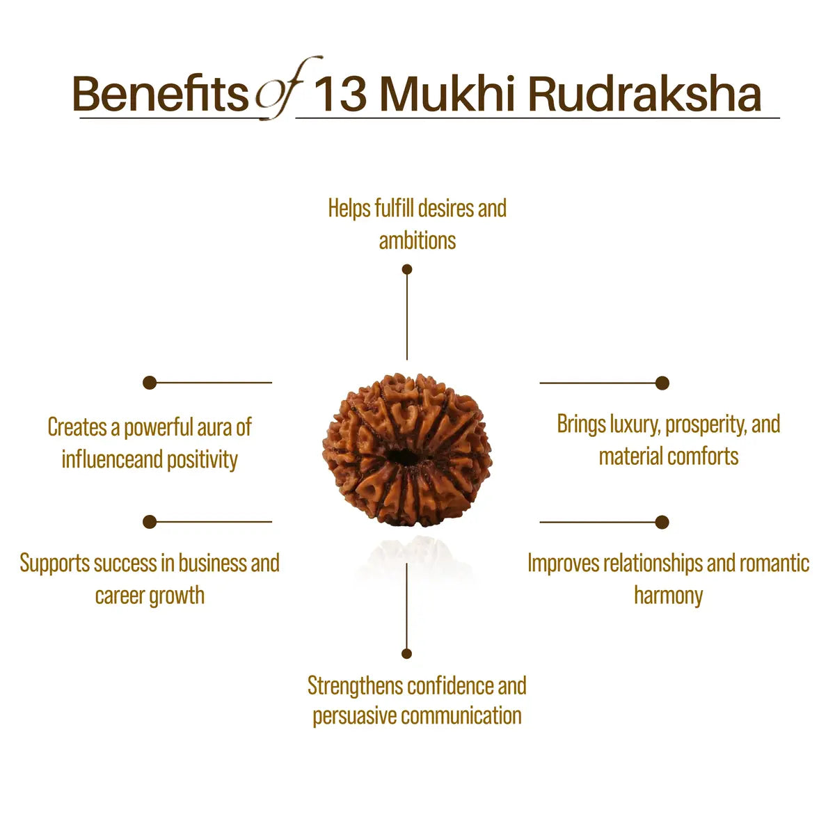 Nepal Origin 13 Mukhi Rudraksha