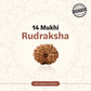 Nepal Origin 14 Mukhi Rudraksha