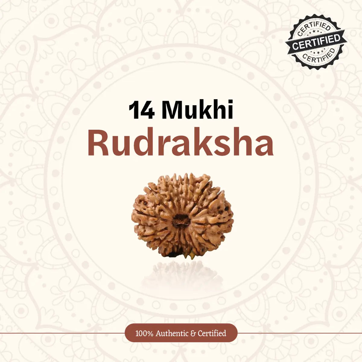 Nepal Origin 14 Mukhi Rudraksha