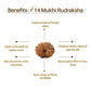 Nepal Origin 14 Mukhi Rudraksha