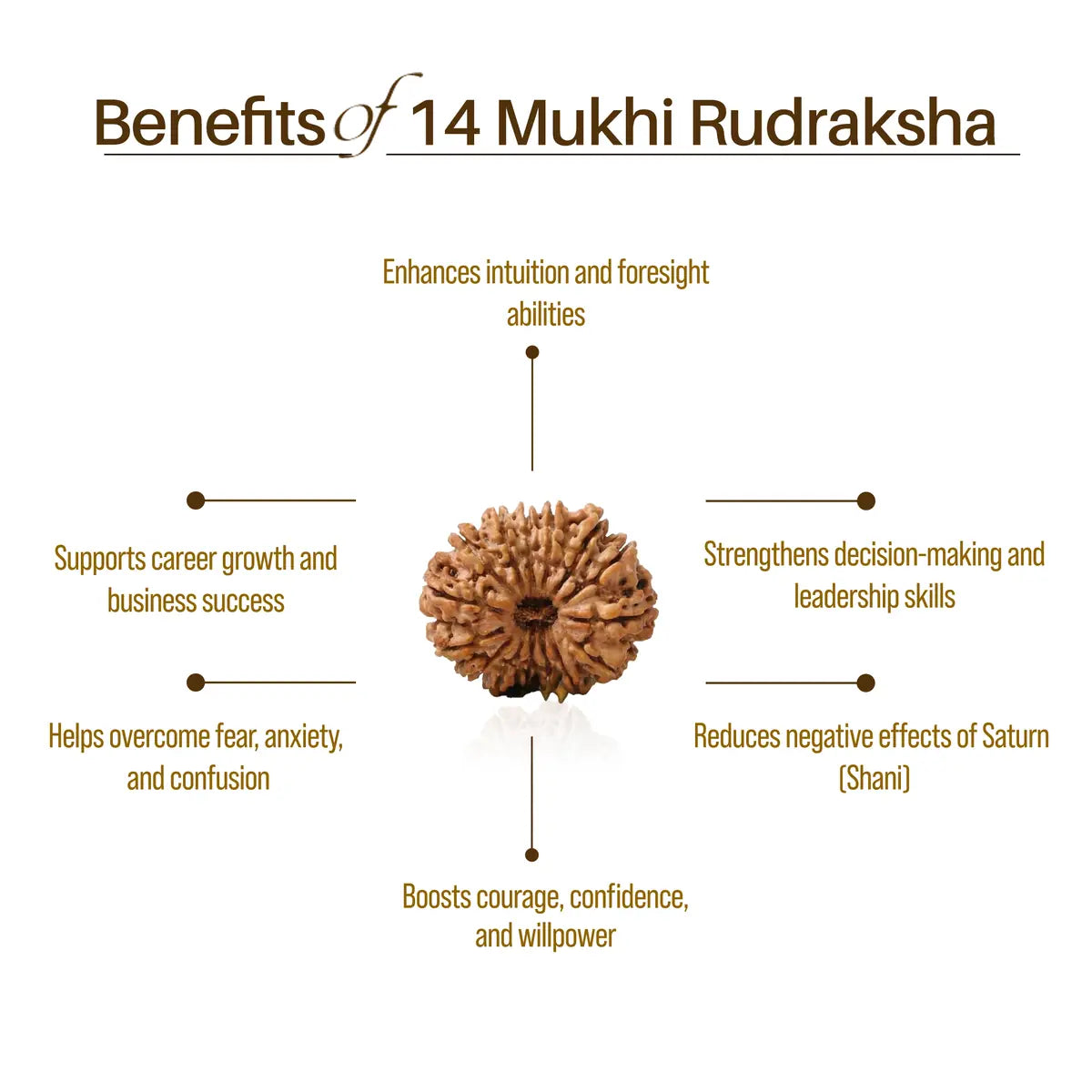 Nepal Origin 14 Mukhi Rudraksha