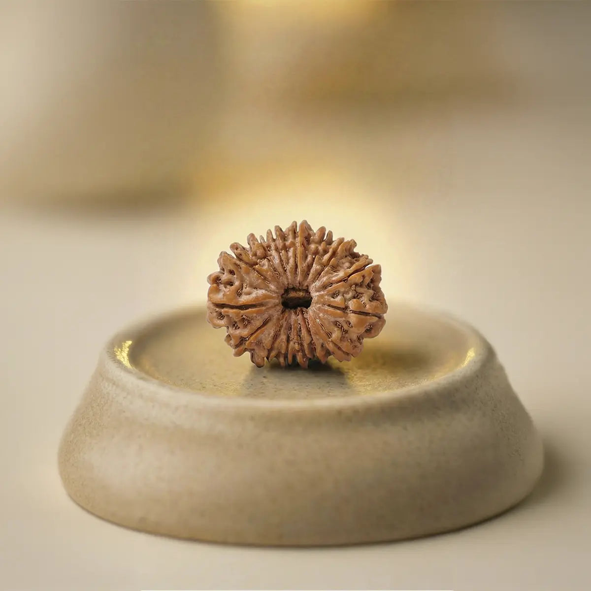 Nepal Origin 15 Mukhi Rudraksha