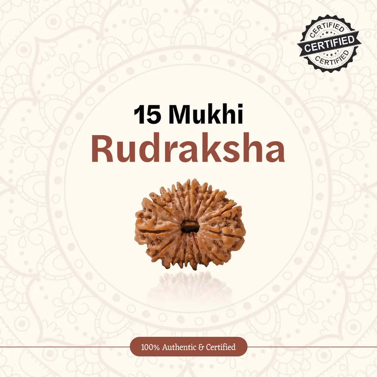 Nepal Origin 15 Mukhi Rudraksha