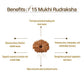 Nepal Origin 15 Mukhi Rudraksha