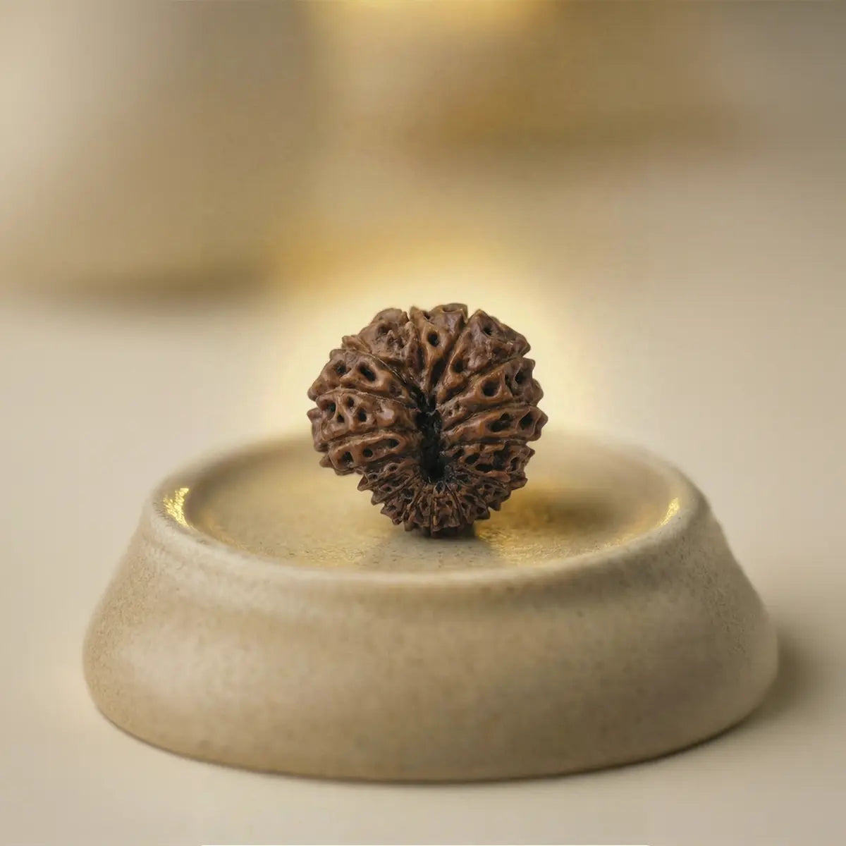 Nepal Origin 16 Mukhi Rudraksha