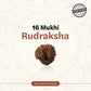 Nepal Origin 16 Mukhi Rudraksha