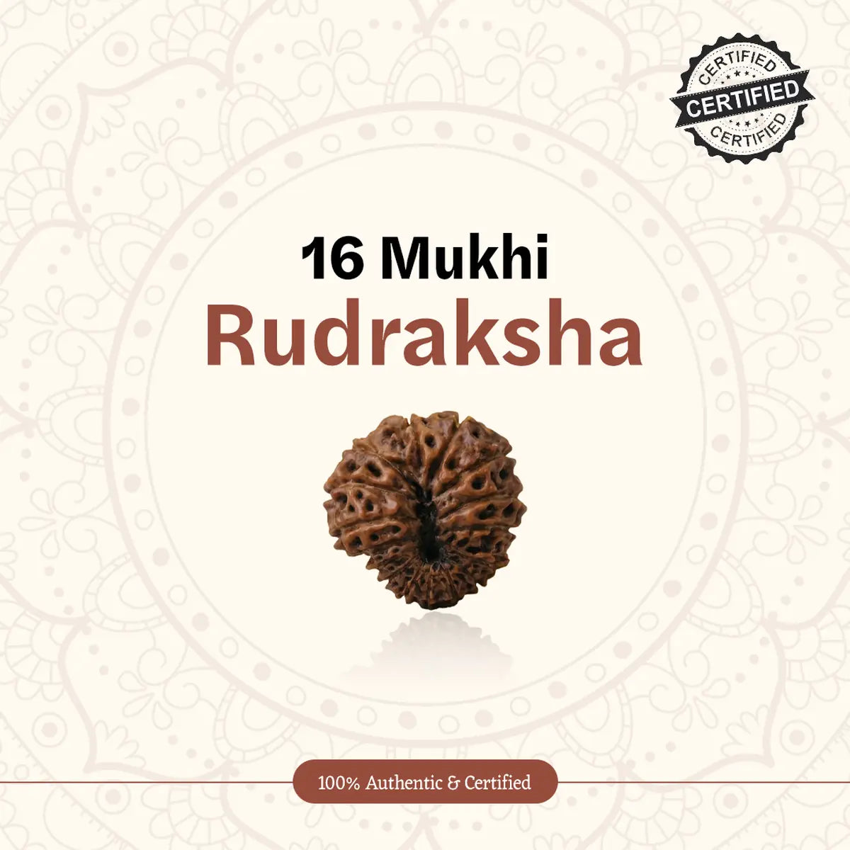 Nepal Origin 16 Mukhi Rudraksha