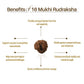 Nepal Origin 16 Mukhi Rudraksha