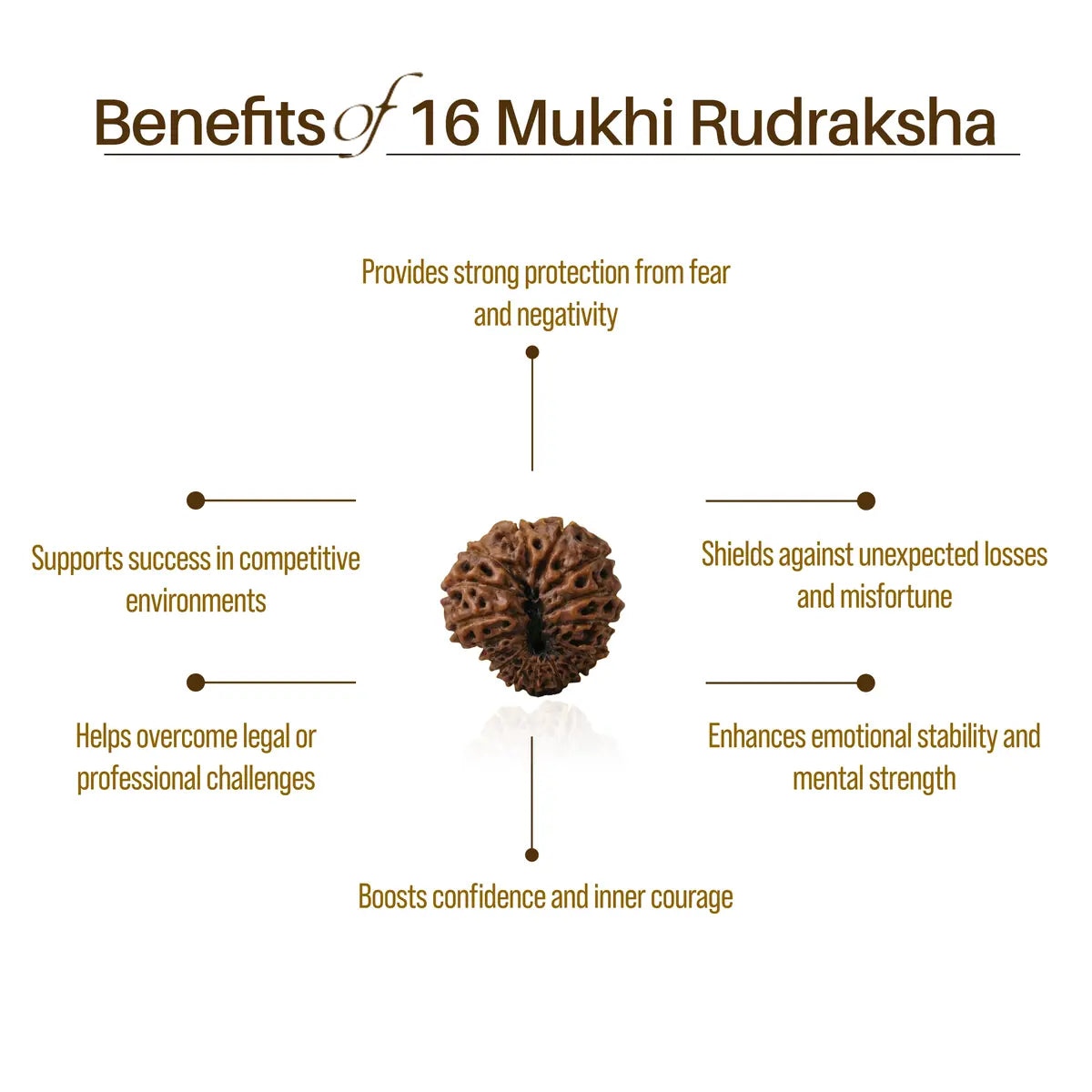 Nepal Origin 16 Mukhi Rudraksha