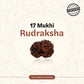 Nepal Origin 17 Mukhi Rudraksha