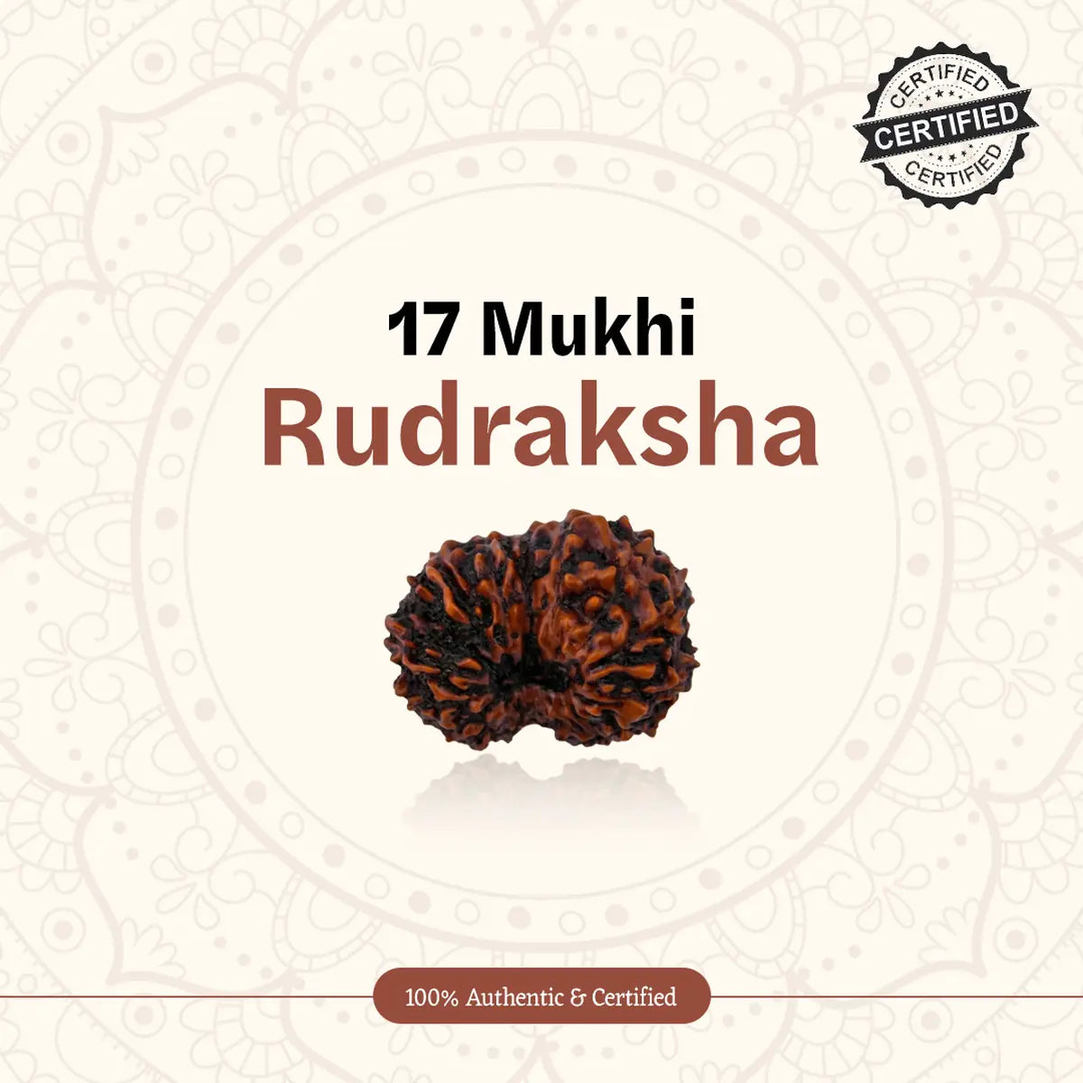 Nepal Origin 17 Mukhi Rudraksha