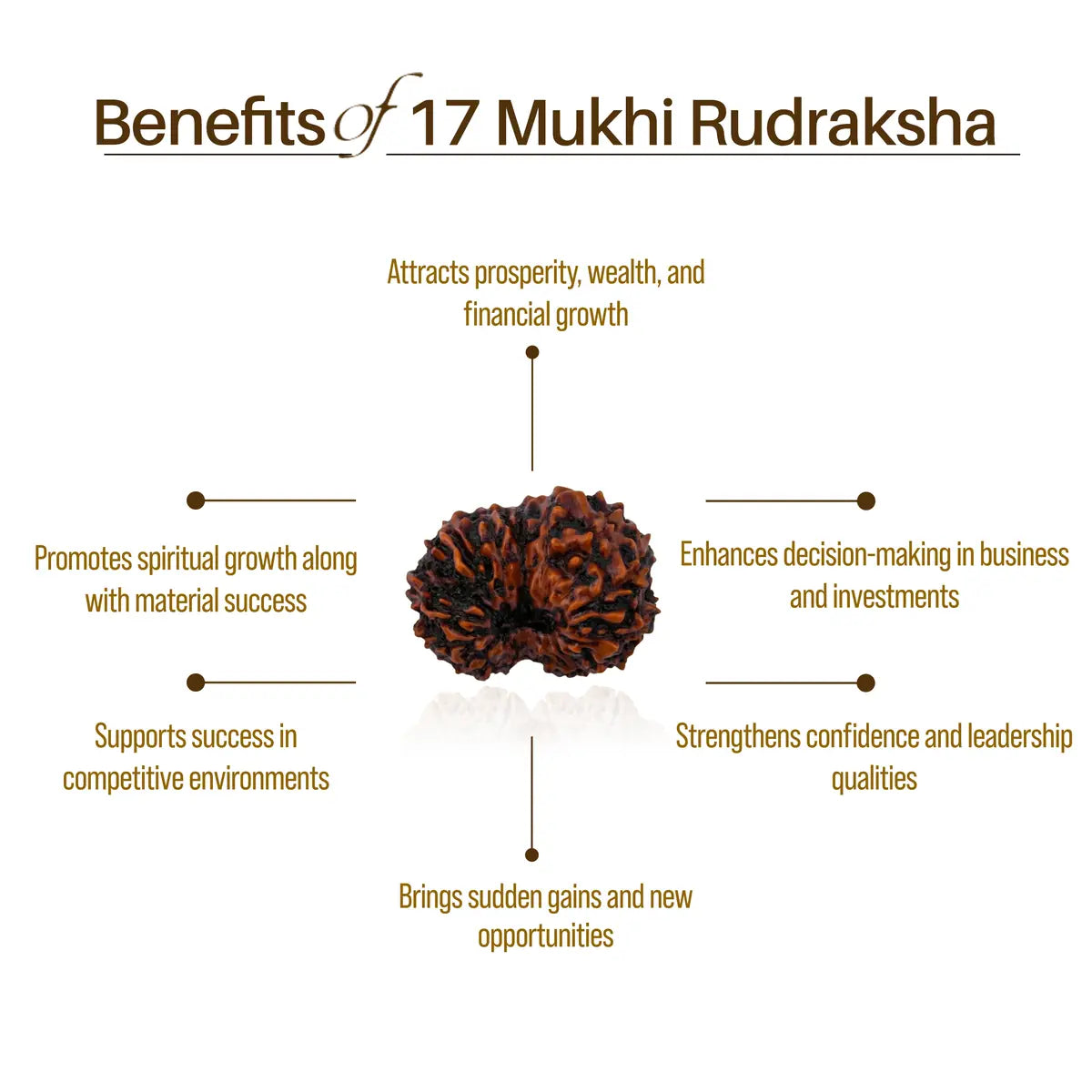Nepal Origin 17 Mukhi Rudraksha