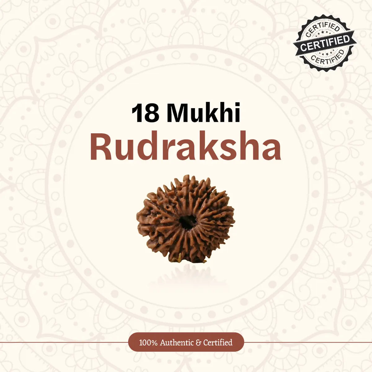 Nepal Origin 18 Mukhi Rudraksha