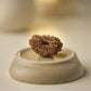 Nepal Origin 19 Mukhi Rudraksha