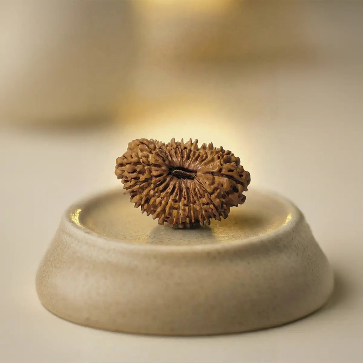 Nepal Origin 19 Mukhi Rudraksha