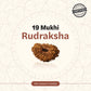 Nepal Origin 19 Mukhi Rudraksha