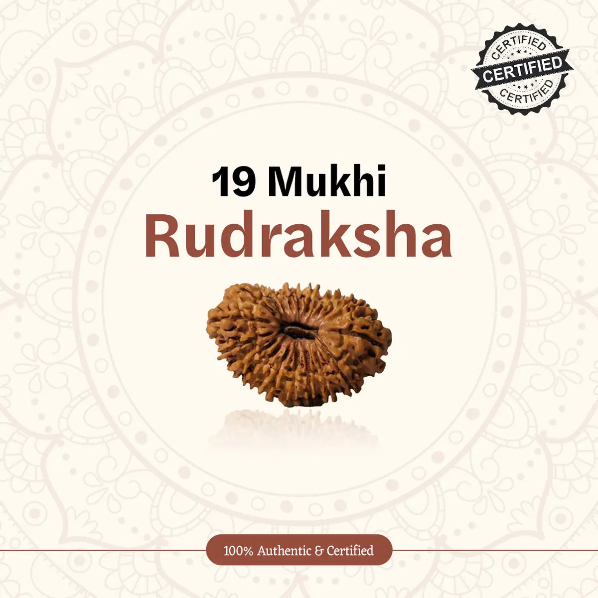 Nepal Origin 19 Mukhi Rudraksha