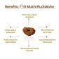 Nepal Origin 19 Mukhi Rudraksha