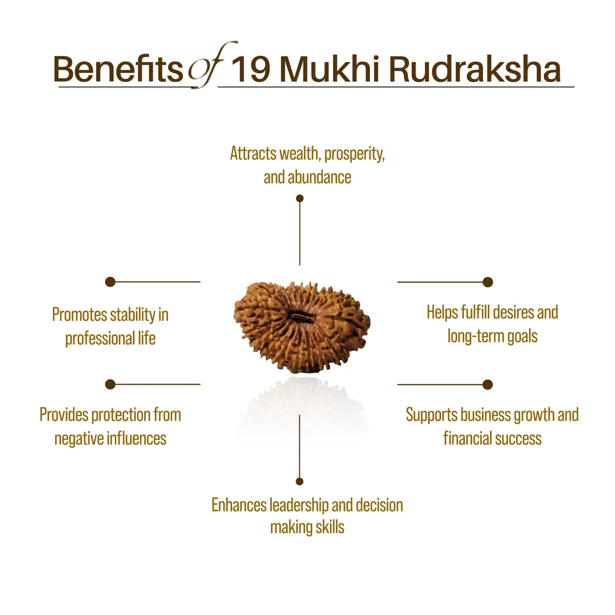 Nepal Origin 19 Mukhi Rudraksha
