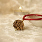 Nepal Origin 1 Mukhi Rudraksha