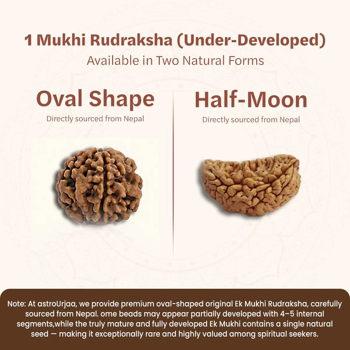 Nepal Origin 1 Mukhi Rudraksha