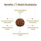 Nepal Origin 1 Mukhi Rudraksha
