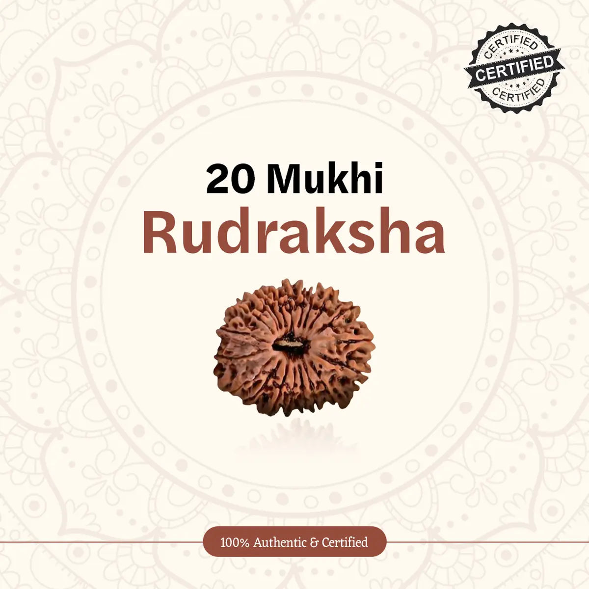 Nepal Origin 20 Mukhi Rudraksha