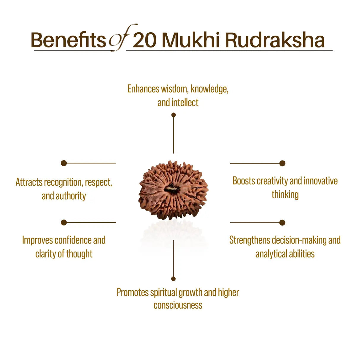 Nepal Origin 20 Mukhi Rudraksha