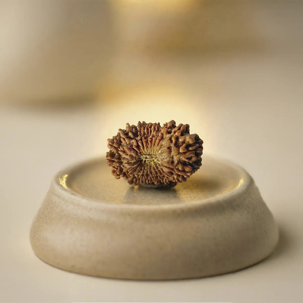 Nepal Origin 21 Mukhi Rudraksha