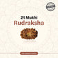 Nepal Origin 21 Mukhi Rudraksha
