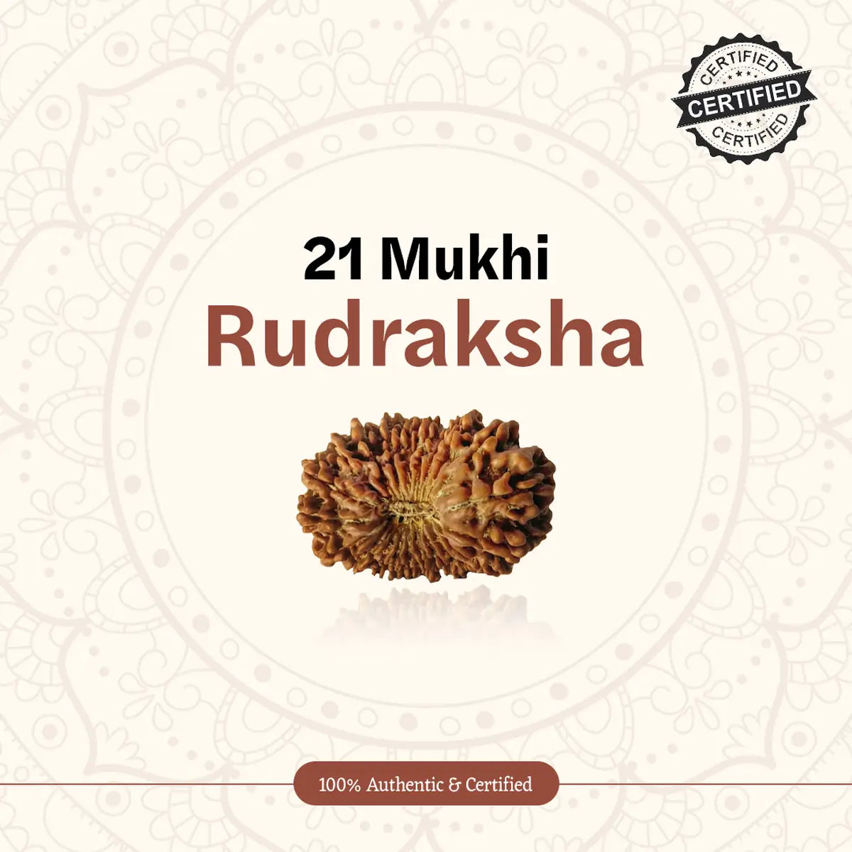Nepal Origin 21 Mukhi Rudraksha