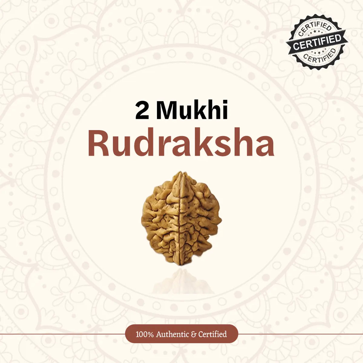 Nepal Origin 2 Mukhi Rudraksha