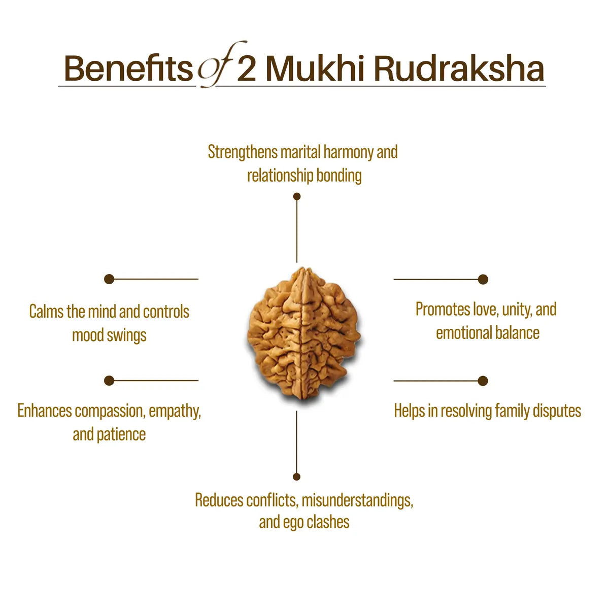 Nepal Origin 2 Mukhi Rudraksha