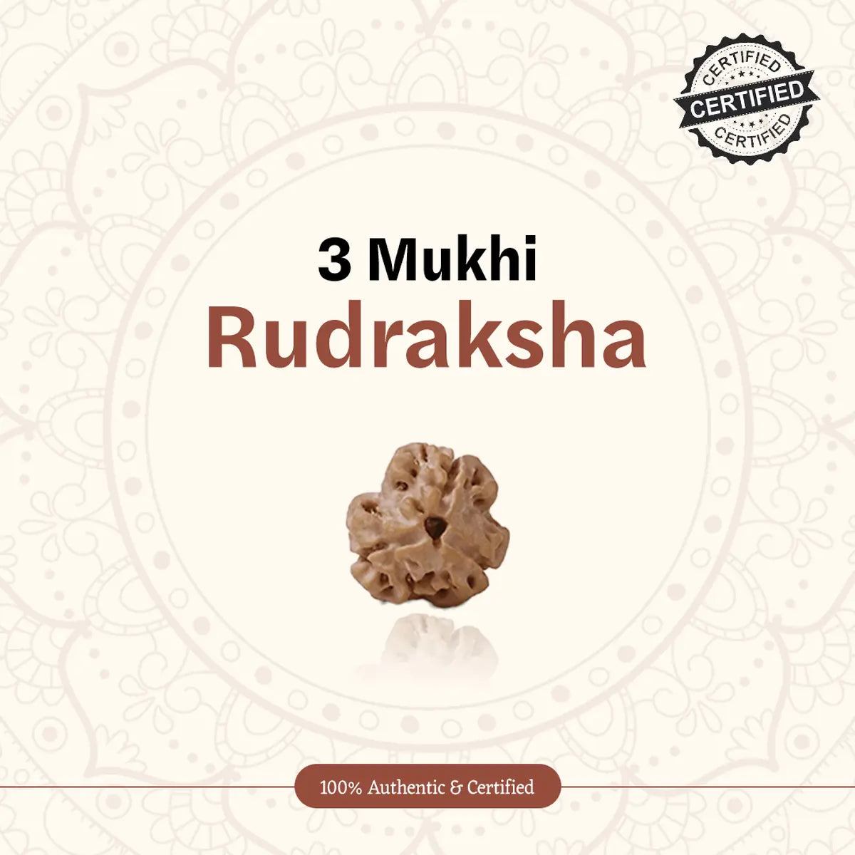 Nepal Origin 3 Mukhi Rudraksha