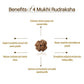 Nepal Origin 4 Mukhi Rudraksha